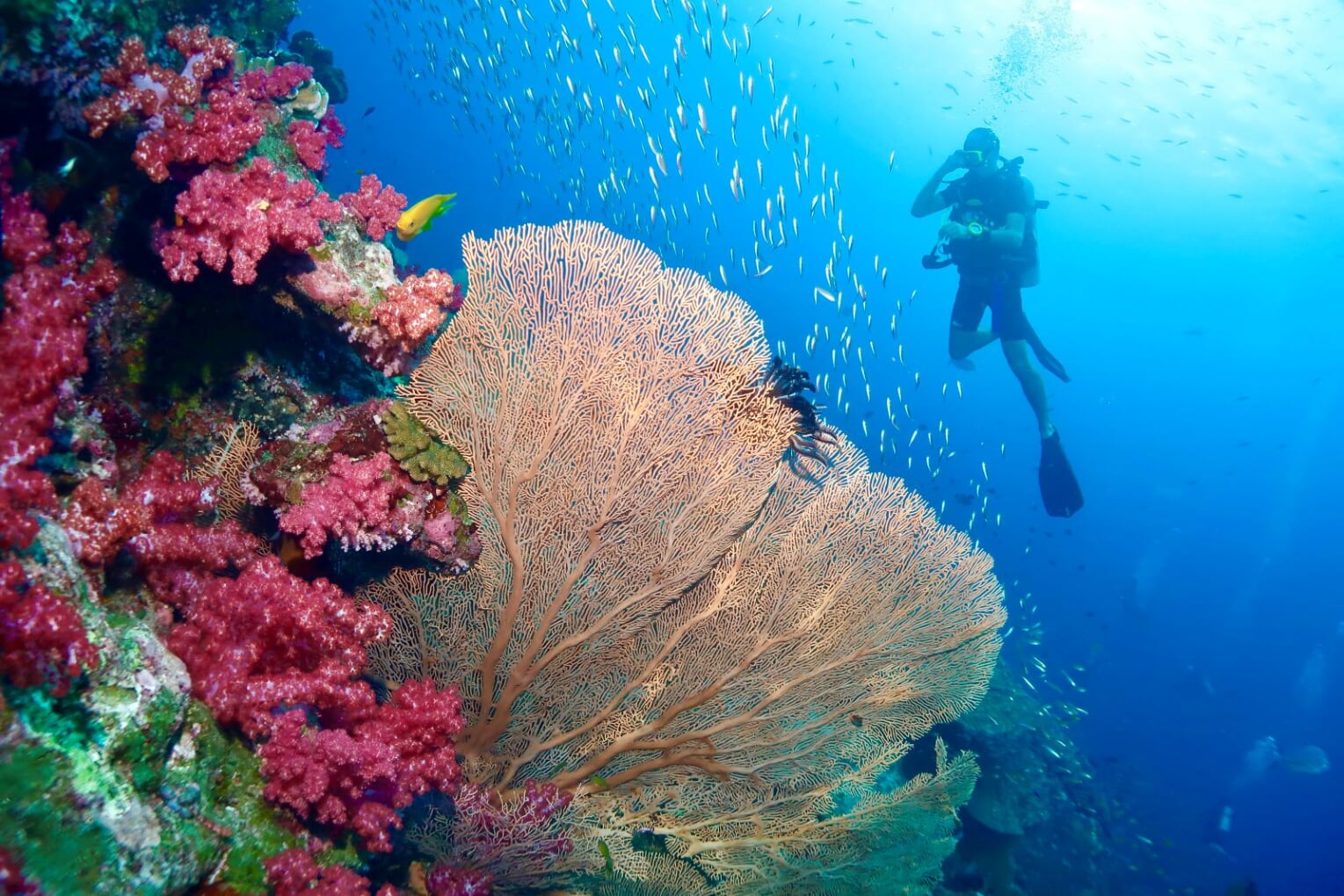 Similan Island Diving